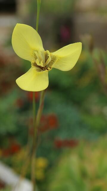 Moraea bellendinii