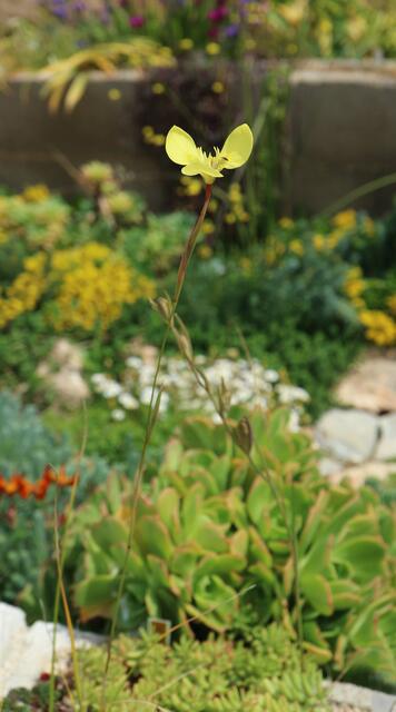 Moraea bellendinii