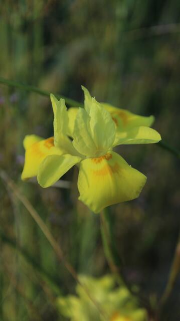 Moraea bituminosa