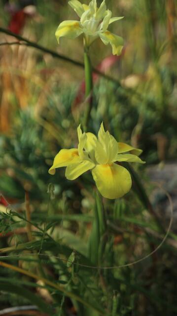 Moraea bituminosa / ex Lion's Head