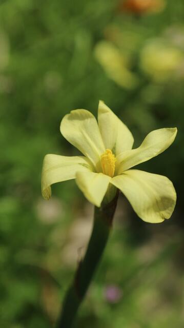 Moraea britteniae