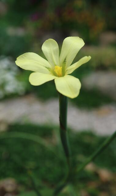 Moraea britteniae