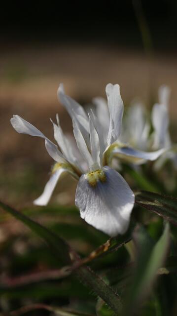 Moraea ciliata