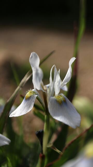 Moraea ciliata