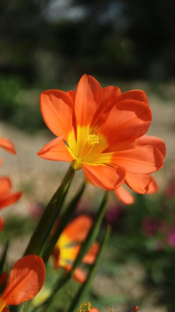 Moraea comptonii