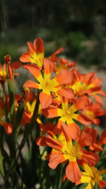 Moraea comptonii