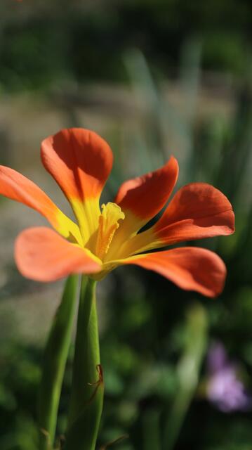 Moraea comptonii