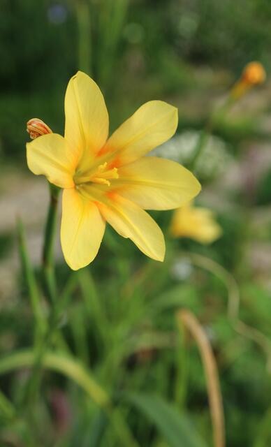 Moraea flaccida