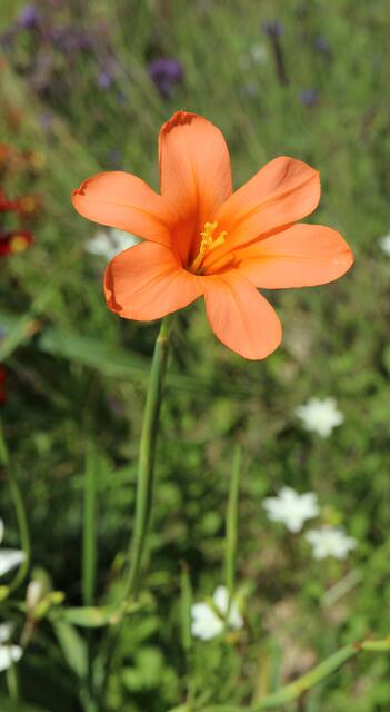 Moraea flaccida