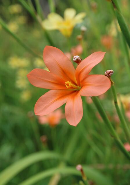 Moraea flaccida