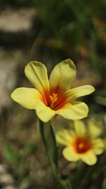 Moraea flaccida x Ochroleuca