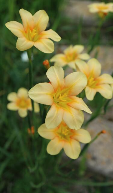 Moraea flaccida x ochroleuca (spontaneous garden cross)