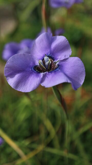 Moraea gigandra