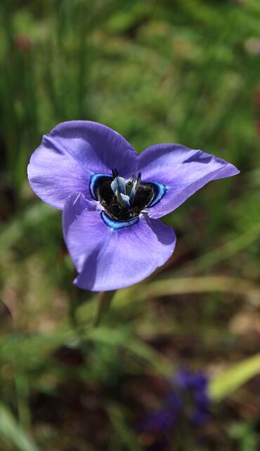 Moraea gigandra