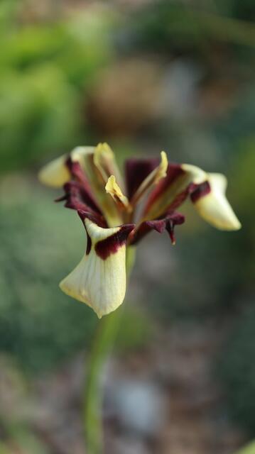 Moraea lurida