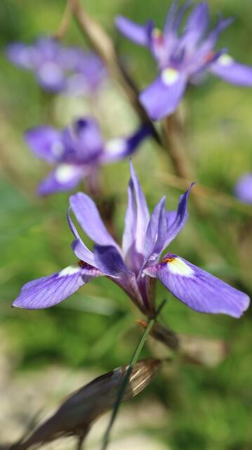 Moraea mediterranea