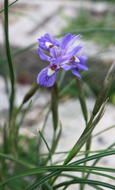 Moraea mediterranea / ex Crete