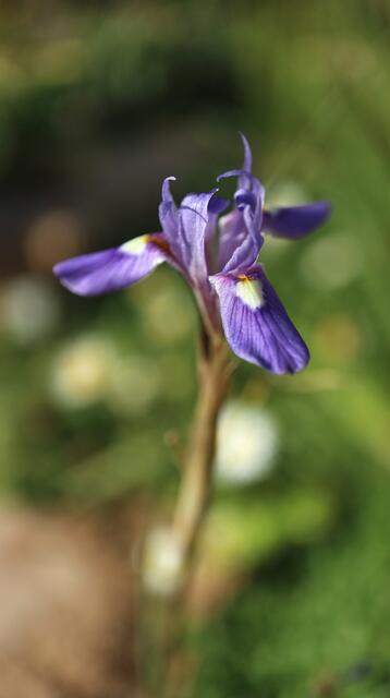 Moraea mediterranea / ex Crete
