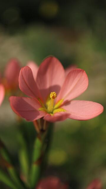 Moraea miniata