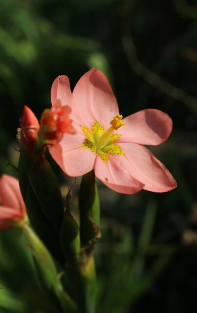 Moraea miniata