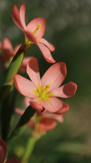 Moraea miniata