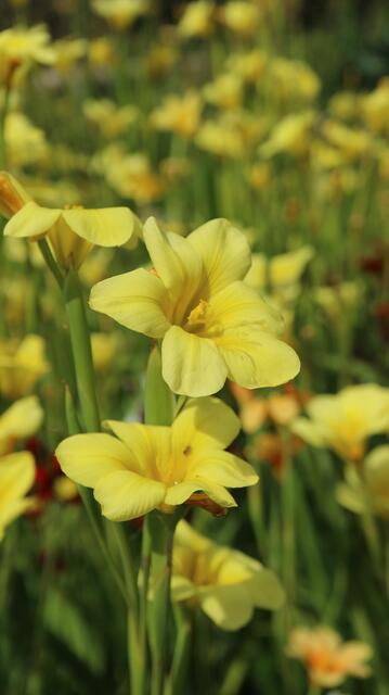 Moraea ochroleuca
