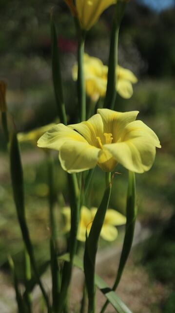 Moraea ochroleuca / ex Hottentots Holland