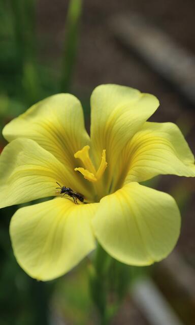 Moraea ochroleuca / ex Hottentots Holland