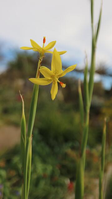 Moraea pendula