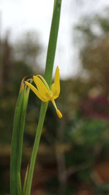 Moraea pendula