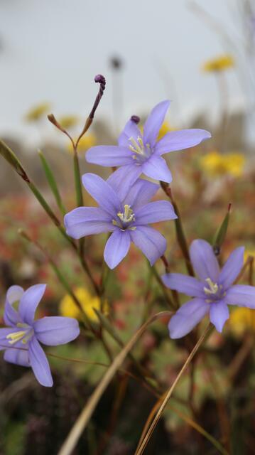 Moraea polyanthos