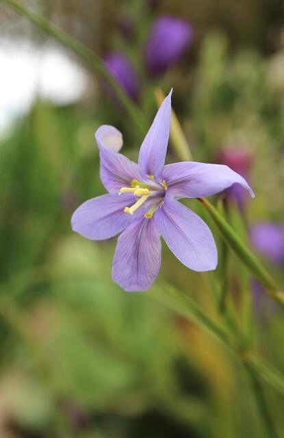 Moraea polyanthos