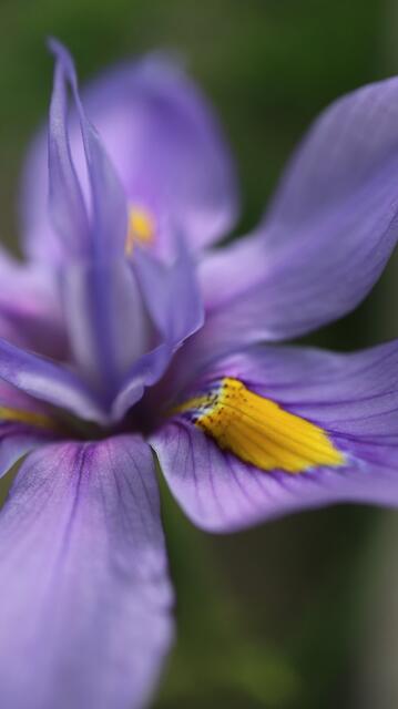 Moraea polystachia