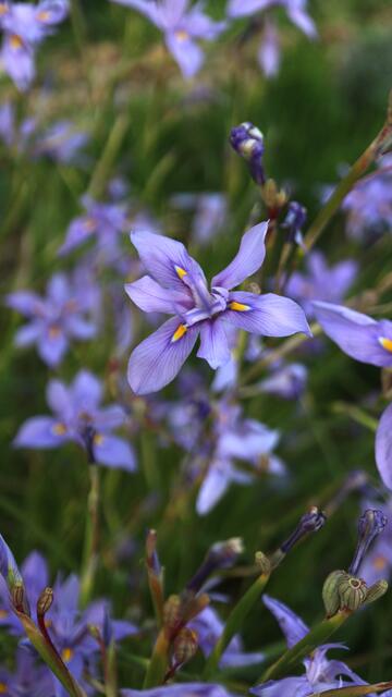 Moraea polystachia