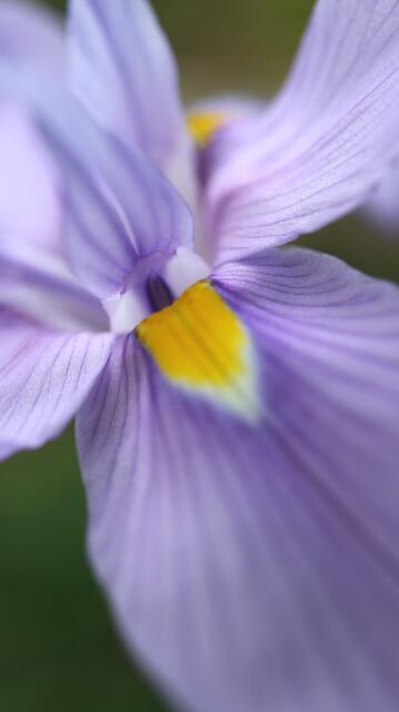 Moraea polystachia