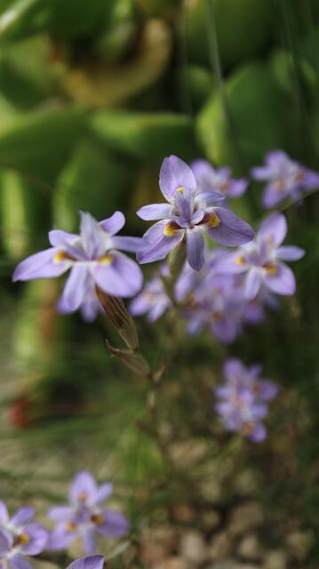 Moraea setifolia
