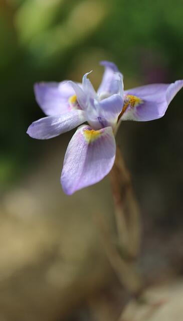 Moraea setifolia