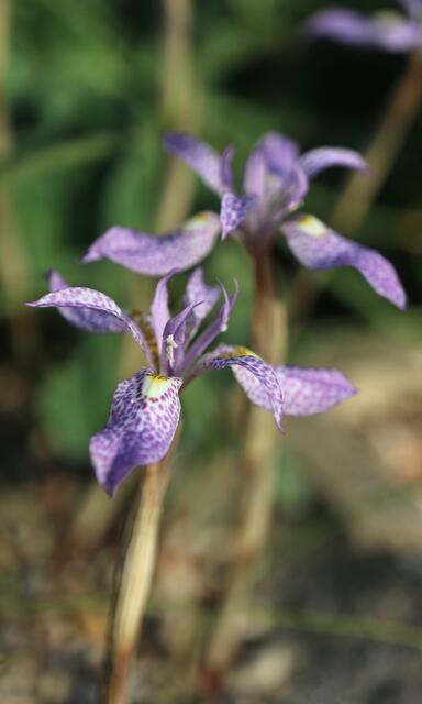Moraea simulans