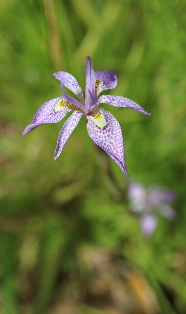 Moraea simulans