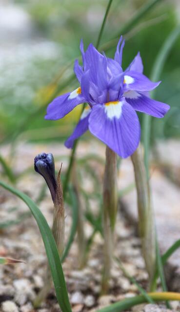 Moraea sisyrhinchium