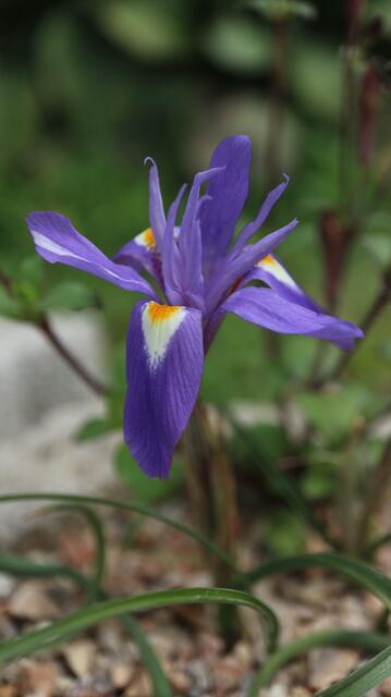 Moraea sisyrhinchium / ex Alicante