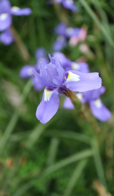 Moraea sisyrhinchium / ex Cádiz