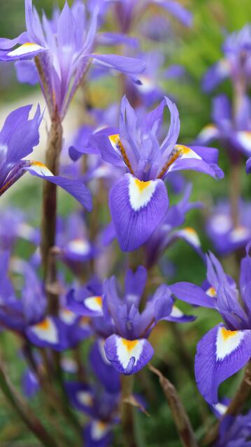 Moraea sisyrhinchium / ex Madrid