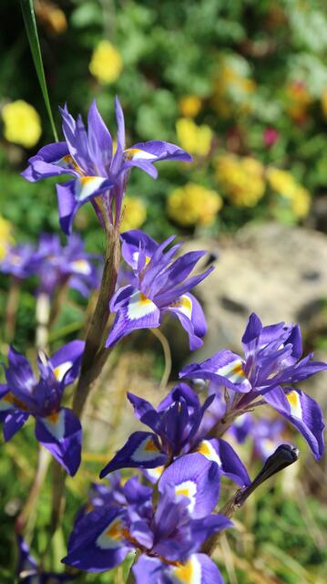 Moraea sisyrhinchium / ex Madrid