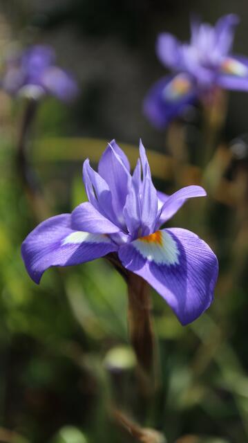 Moraea sisyrhinchium / ex Madrid