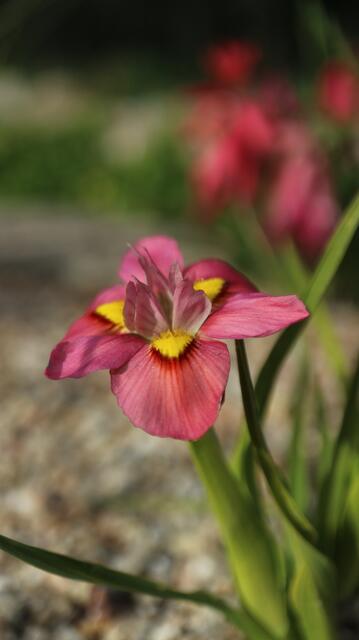 Moraea tricolor