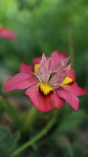 Moraea tricolor