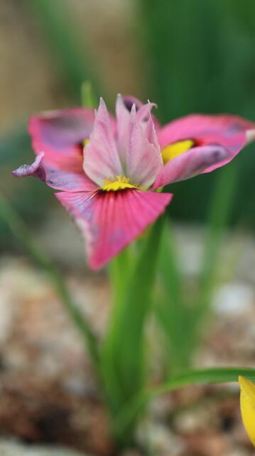 Moraea tricolor