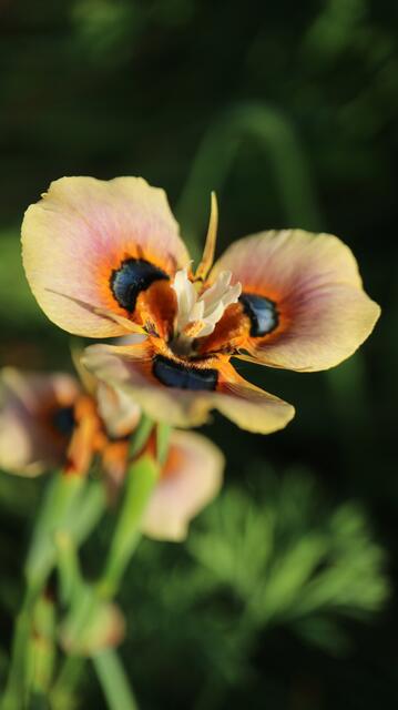 Moraea tulbaghensis