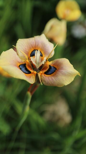 Moraea tulbaghensis
